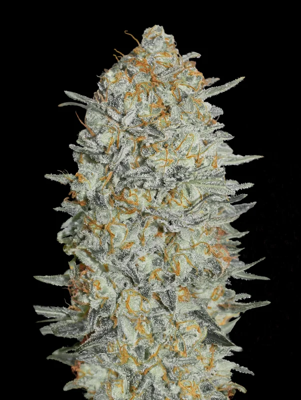 Gelato #33 van Advanced Seeds