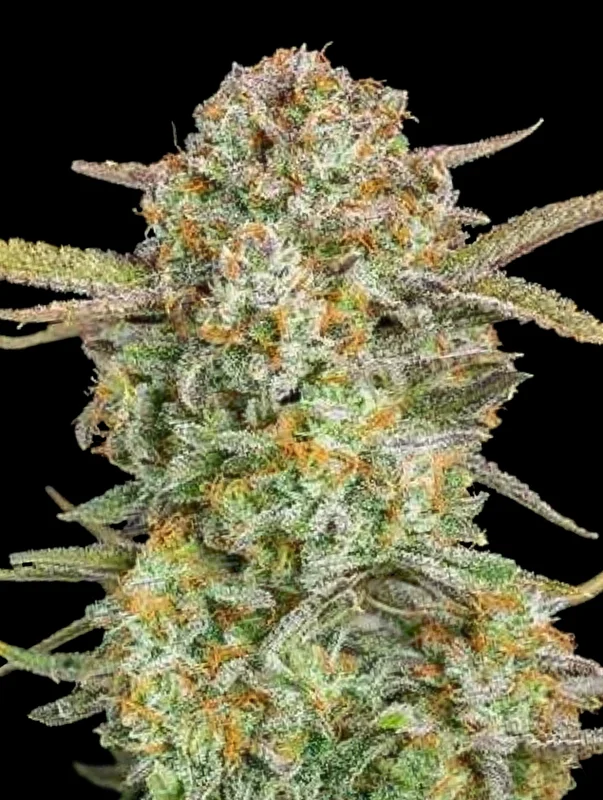 Bruce Banner XXL van Advanced Seeds