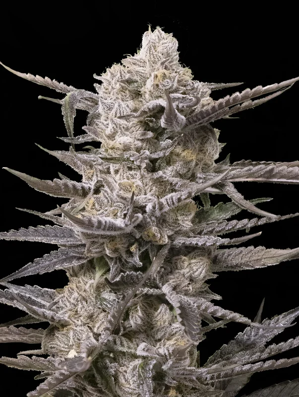 Watermelon OG van Advanced Seeds