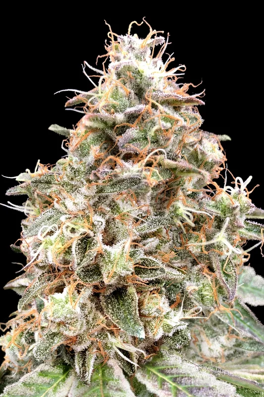 Forbidden Fruit Cake van Advanced Seeds
