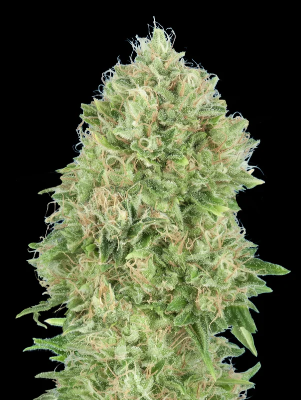 Pineapple Glue van Advanced Seeds
