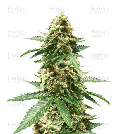 Early Widow van Advanced Seeds