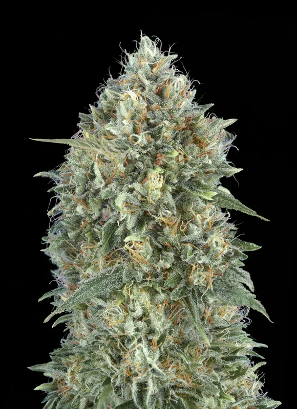 Gelato #33 van Advanced Seeds