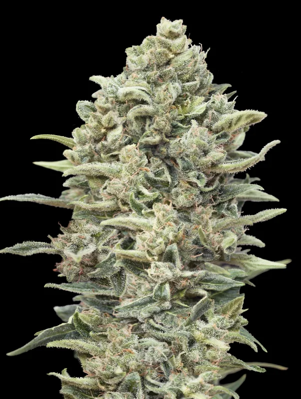 Gelato #33 Fast van Advanced Seeds