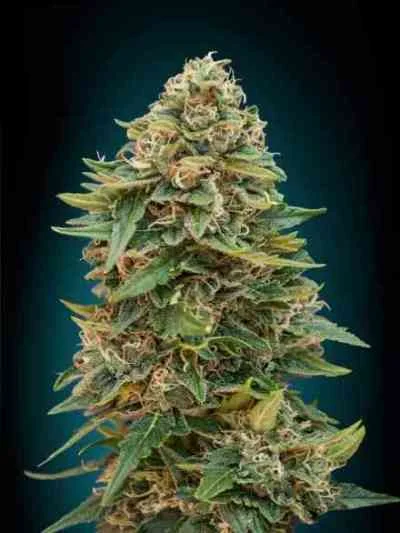 Skunk 47 van Advanced Seeds