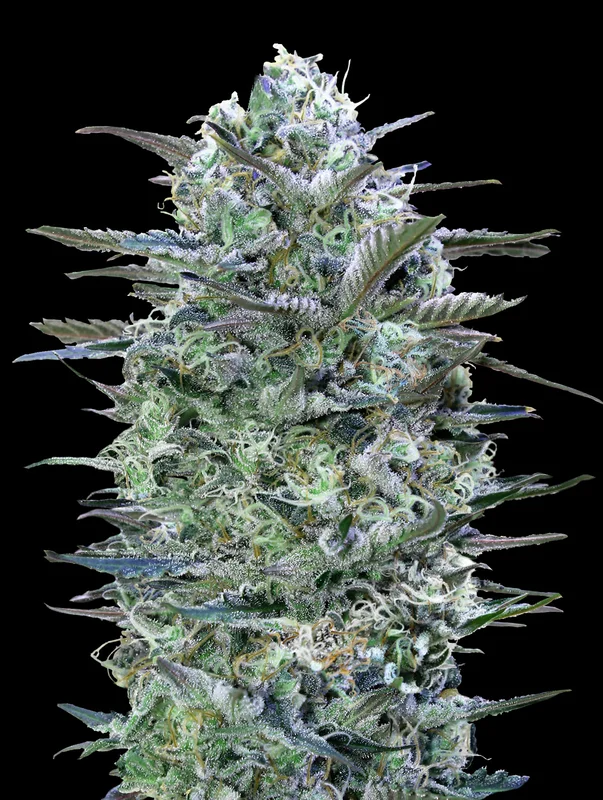 Critical Lemon van Advanced Seeds