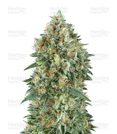 Gelato 33 van Advanced Seeds