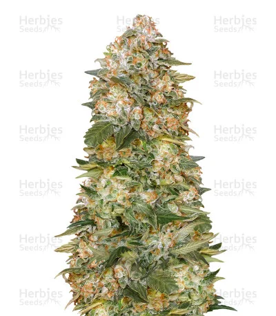 Critical Soma van Advanced Seeds