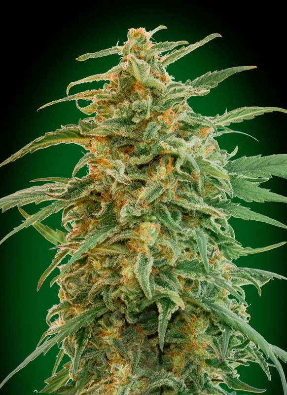 Gorilla van Alchimia