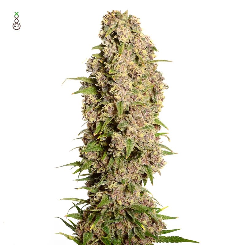 Amazing Haze van Amsterdam Genetics