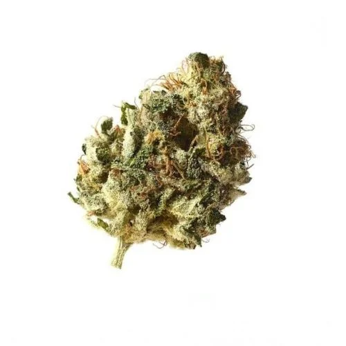 Kosher Choco Kush van Amsterdam Genetics