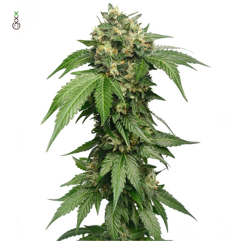 Grapefruit Superstar van Amsterdam Genetics