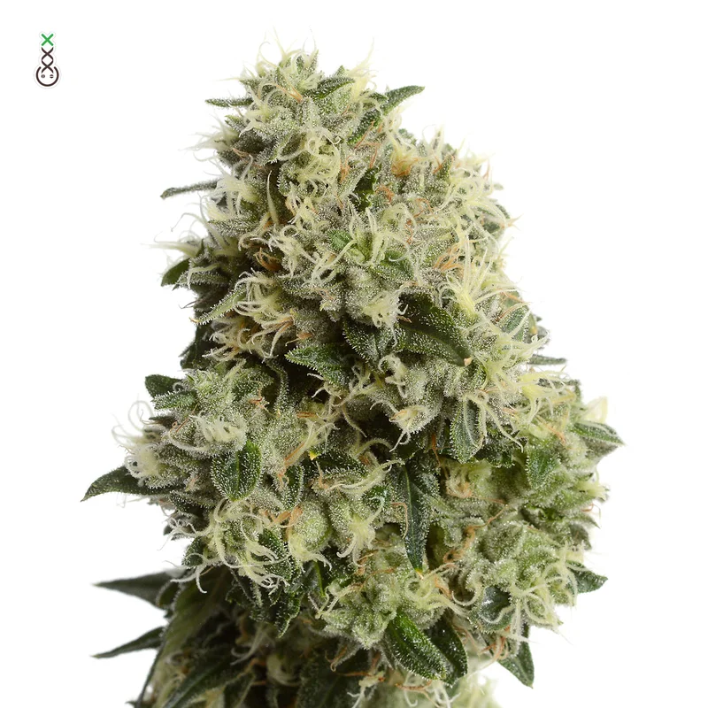 Dynamighty van Amsterdam Genetics