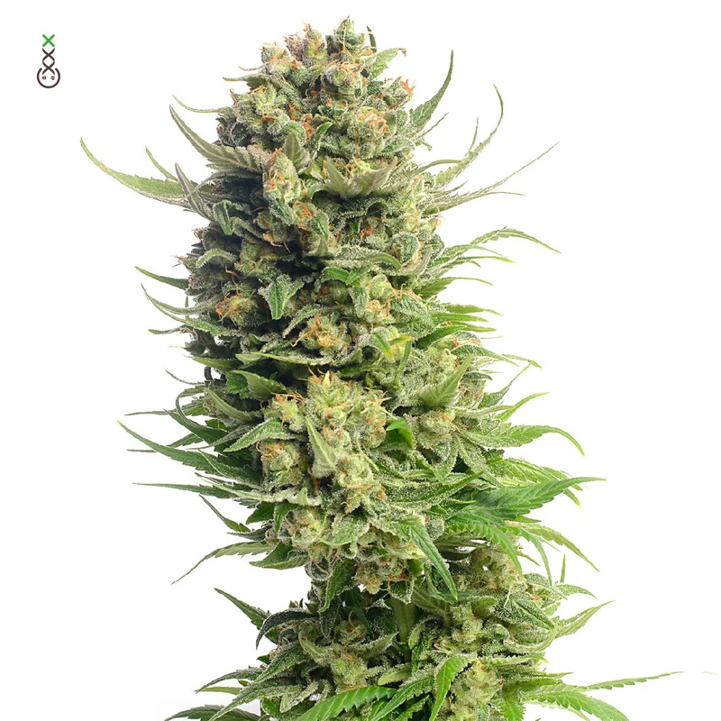Spicebomb van Amsterdam Genetics