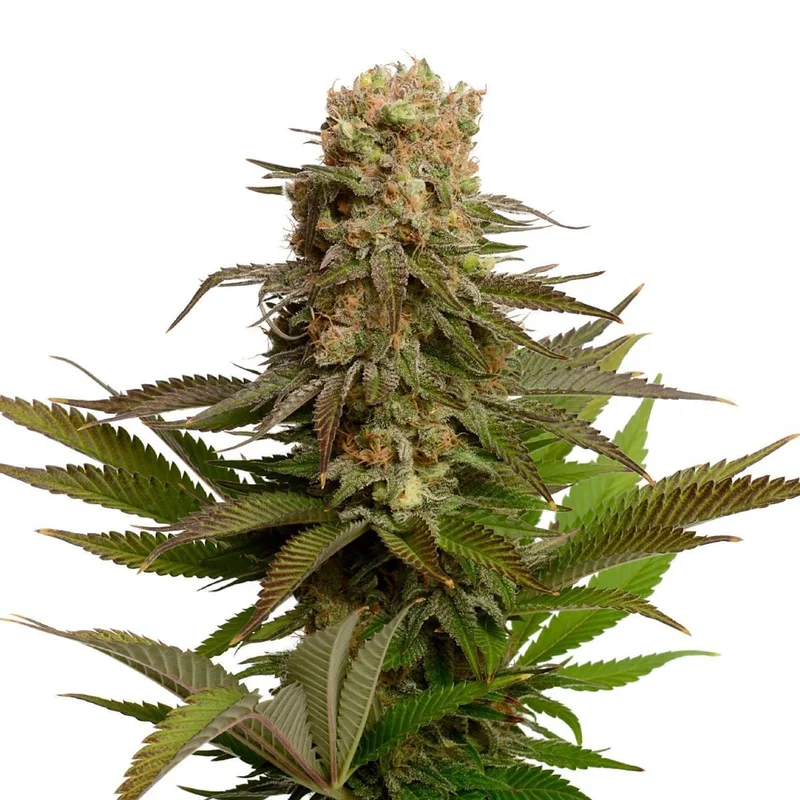 Kosher Choco Kush van Amsterdam Genetics