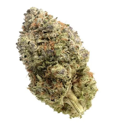Fatkid's Cake van Amsterdam Genetics