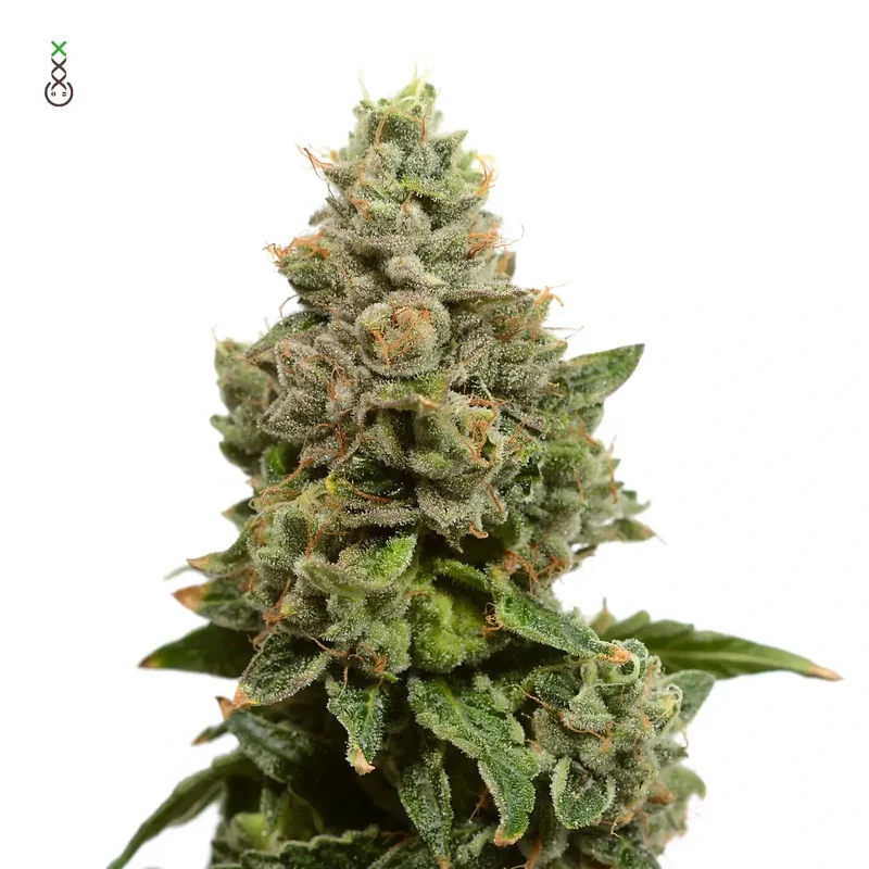 Choco Cheesecake van Amsterdam Genetics