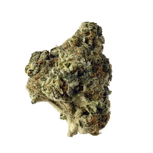 AK Choco Kush van Amsterdam Genetics