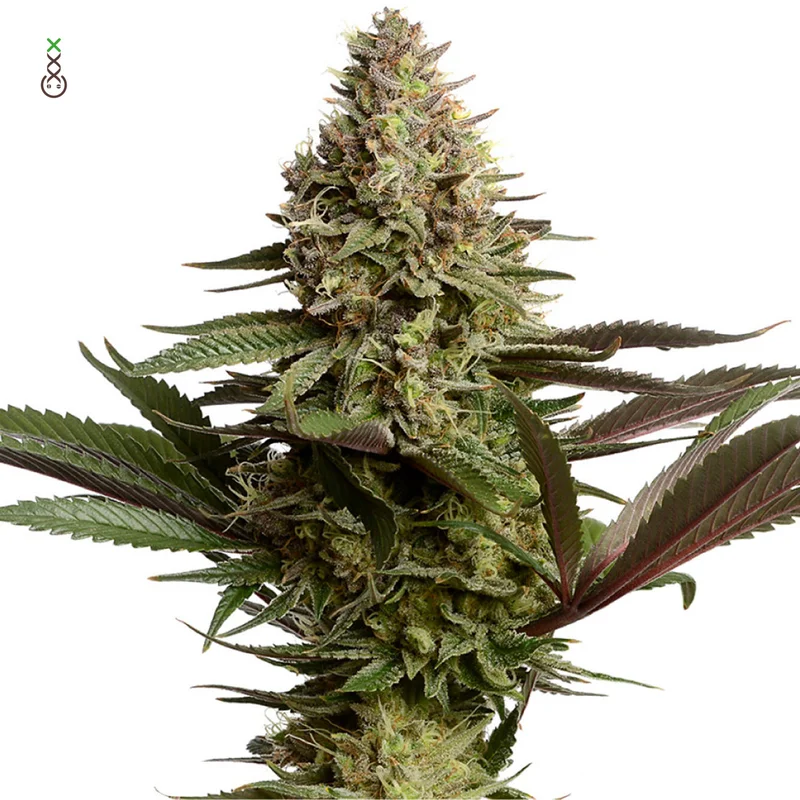 Magic OG Kush van Amsterdam Genetics