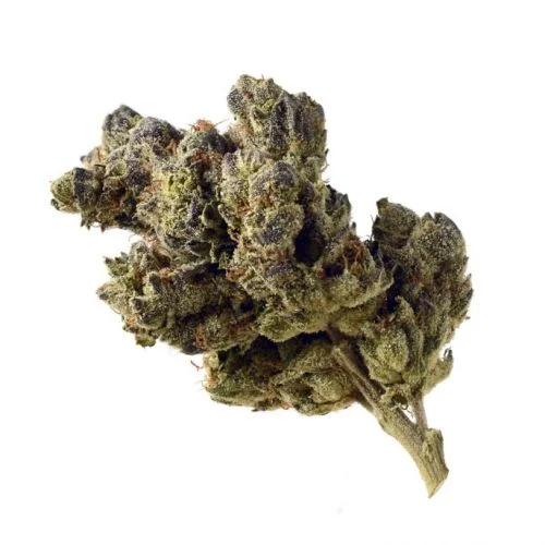 Blue Magic van Amsterdam Genetics