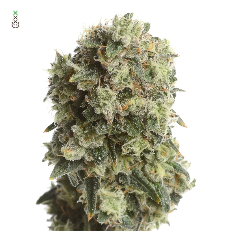 Lemongrass van Amsterdam Genetics