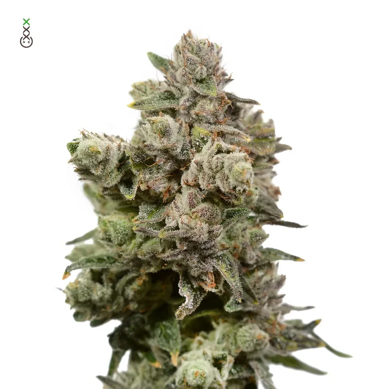 White Choco Haze van Amsterdam Genetics