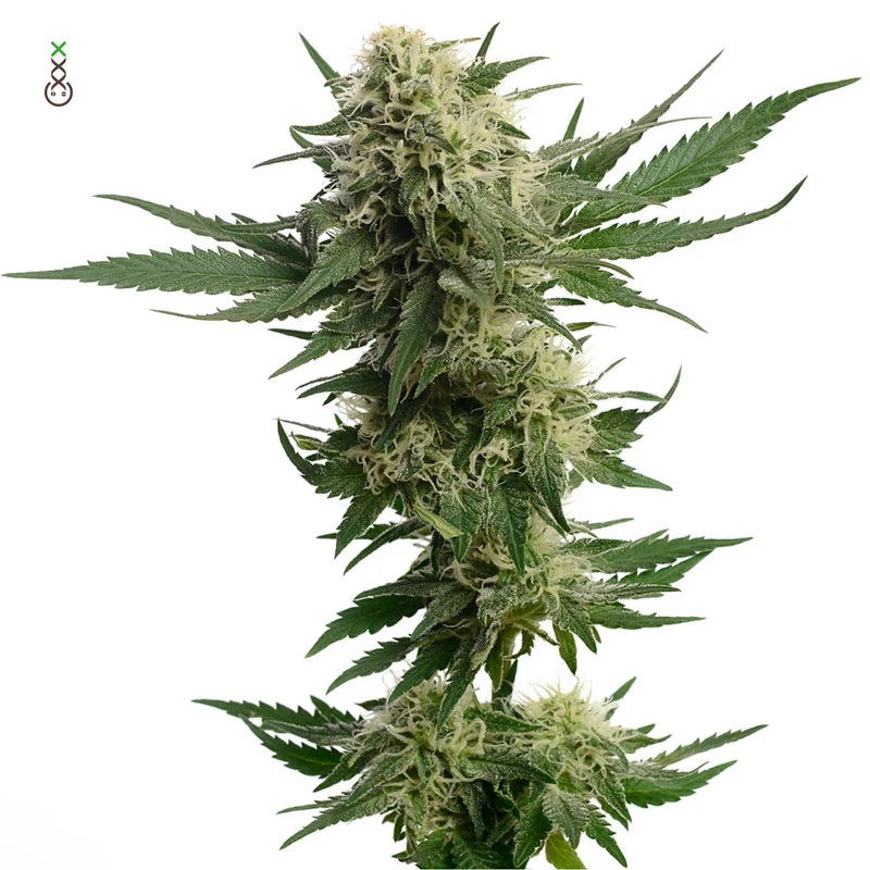 Kosher Tangie Kush van Amsterdam Genetics