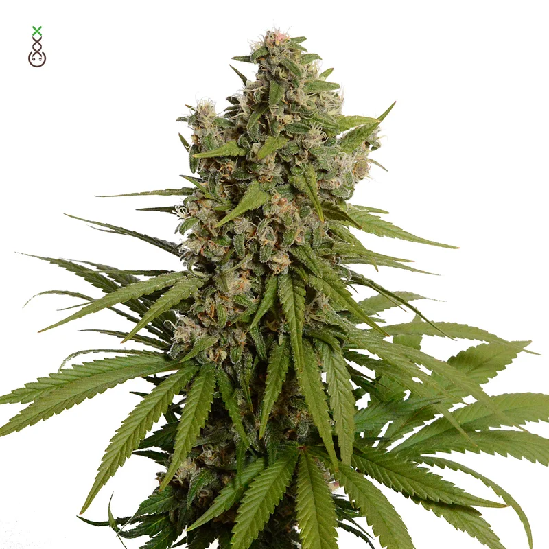 Blue Amnesia Haze van Amsterdam Genetics