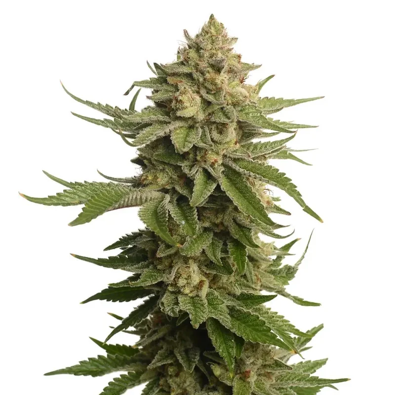 AK-OG Kush van Amsterdam Genetics