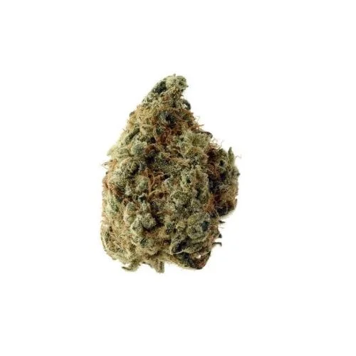 White Choco van Amsterdam Genetics