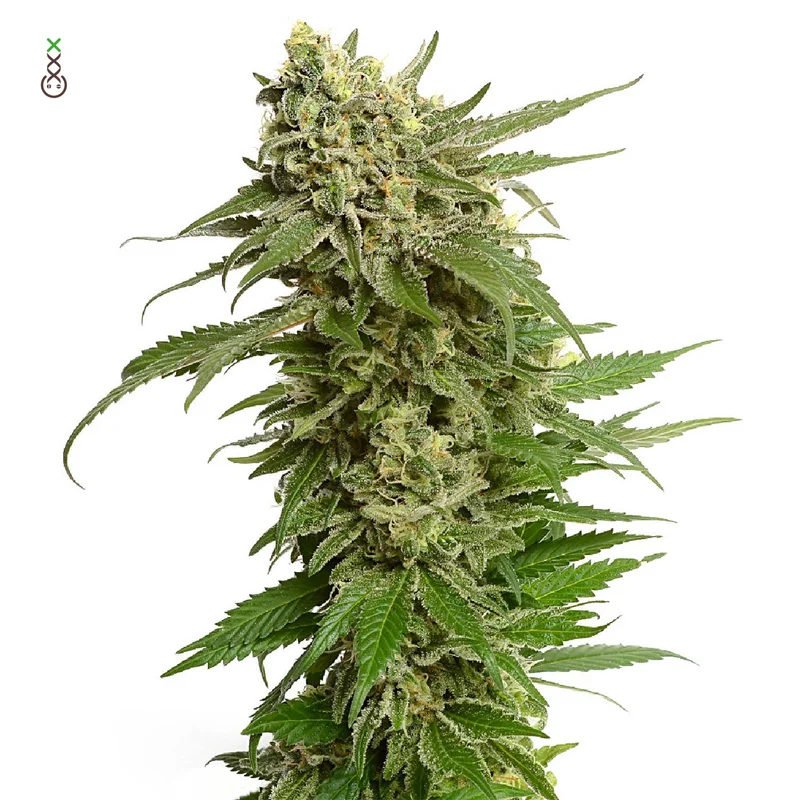 Quicksilver van Amsterdam Genetics