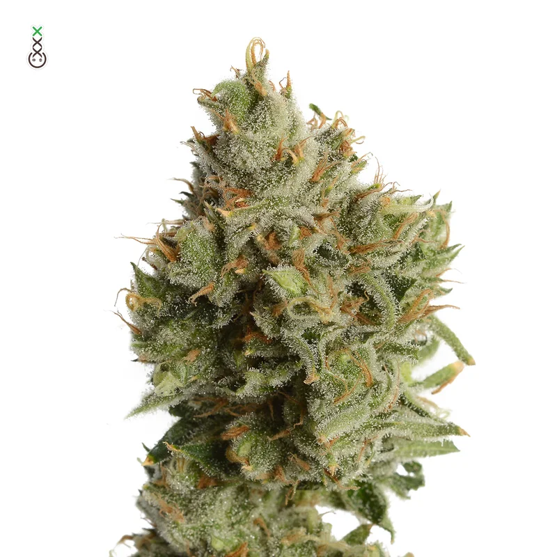 Lemon Haze van Amsterdam Genetics