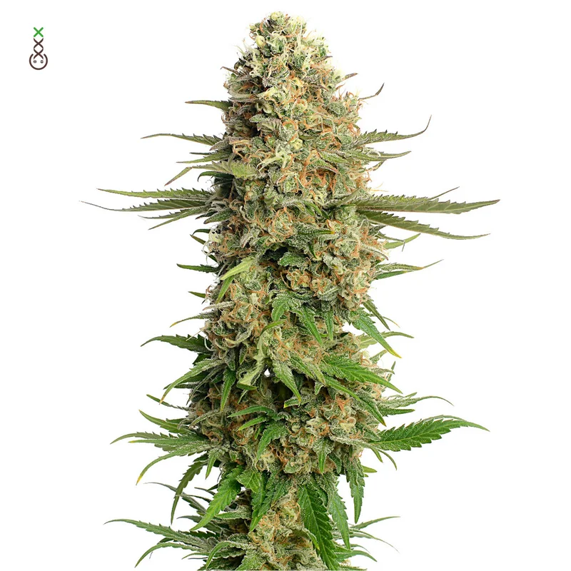 Skywalker Saga van Amsterdam Genetics