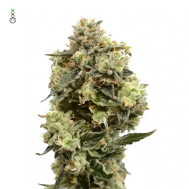 Super Silver Haze van Amsterdam Genetics