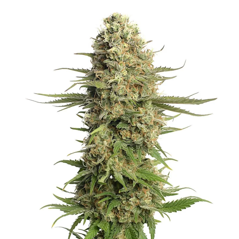 Skywalker Saga van Amsterdam Genetics