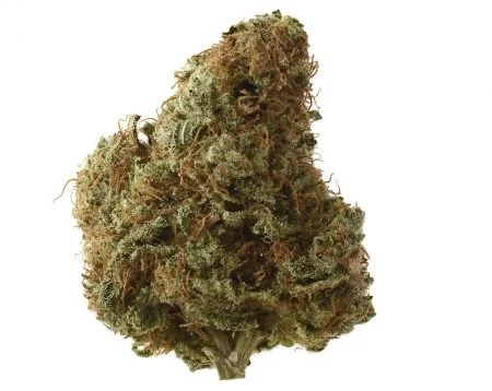 Sketch van Amsterdam Genetics