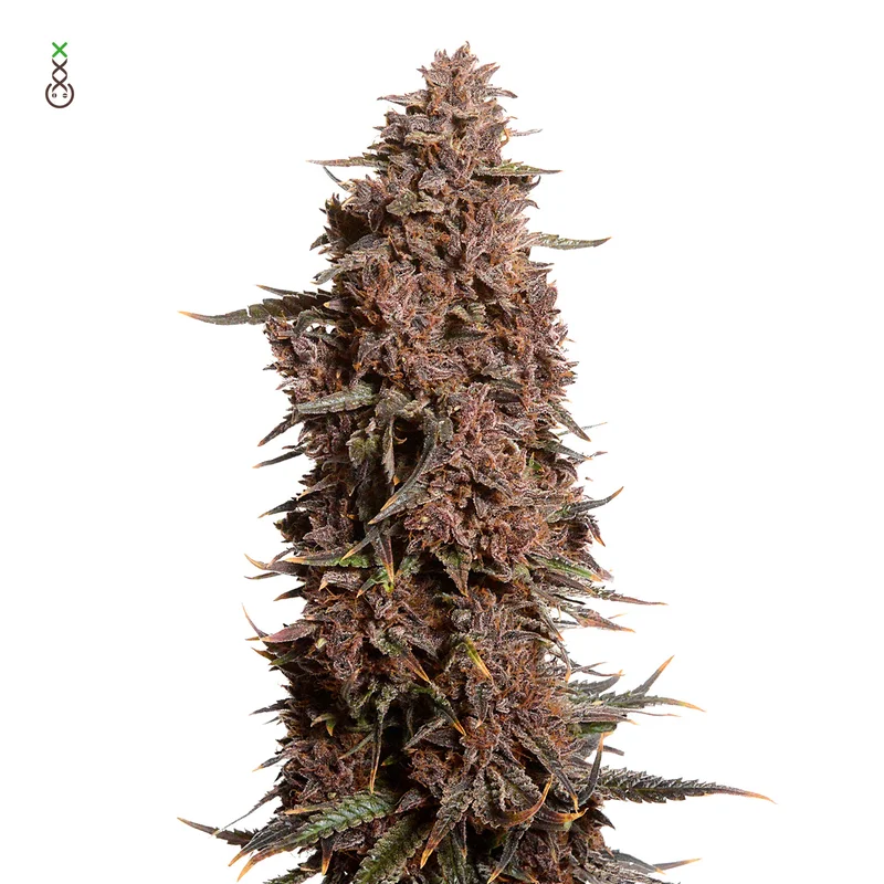 Blue Monkey CBD van Amsterdam Genetics