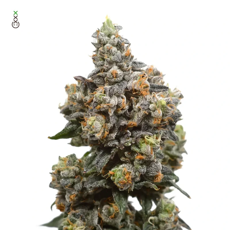White Choco van Amsterdam Genetics