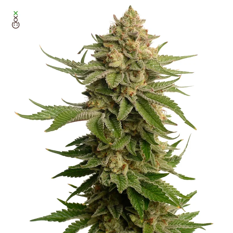 AK-OG Kush van Amsterdam Genetics