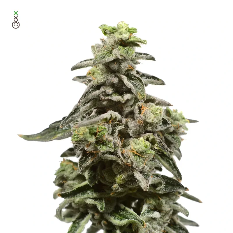Exotic Purple van Amsterdam Genetics