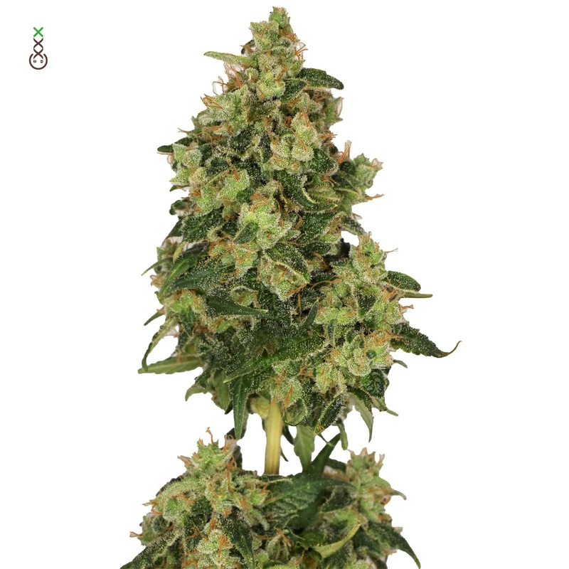 Skyrocket van Amsterdam Genetics