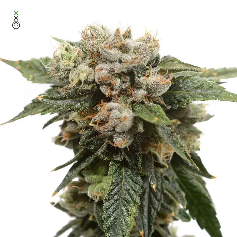 Tangerine G13 van Amsterdam Genetics