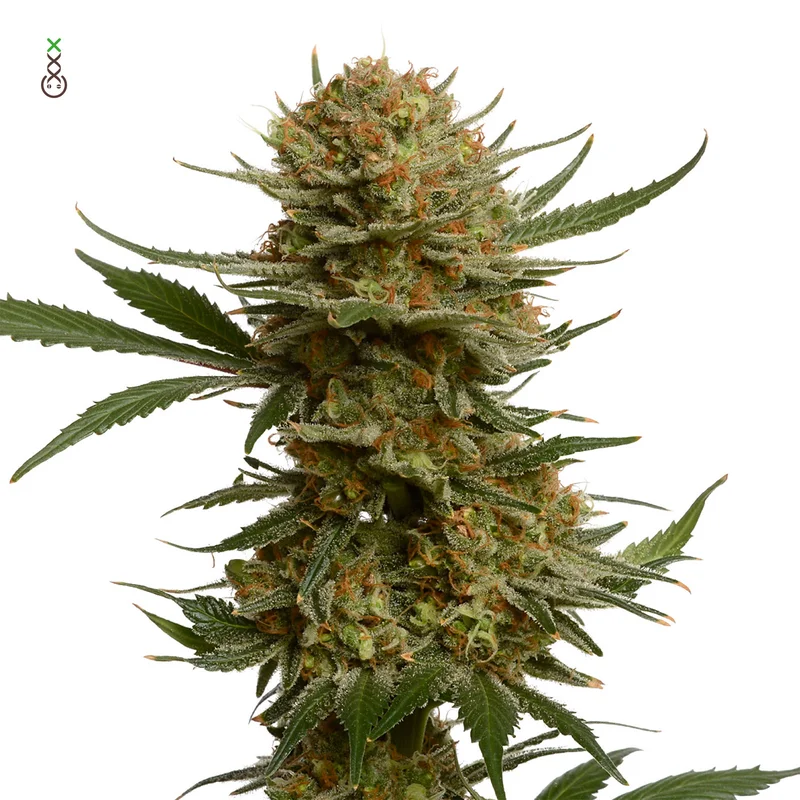 Chunky Cookies van Amsterdam Genetics