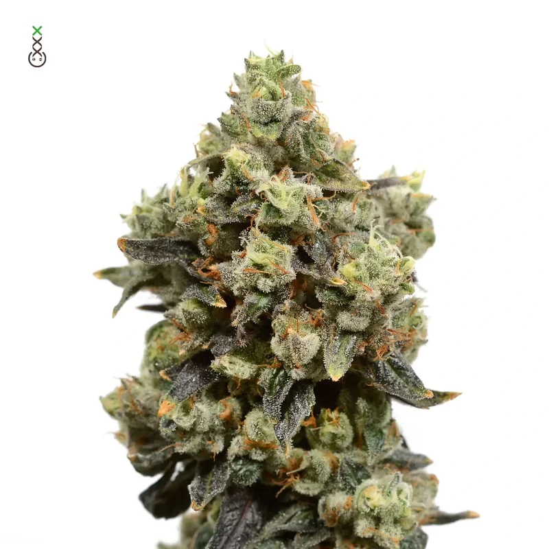 Blue Amnesia van Amsterdam Genetics