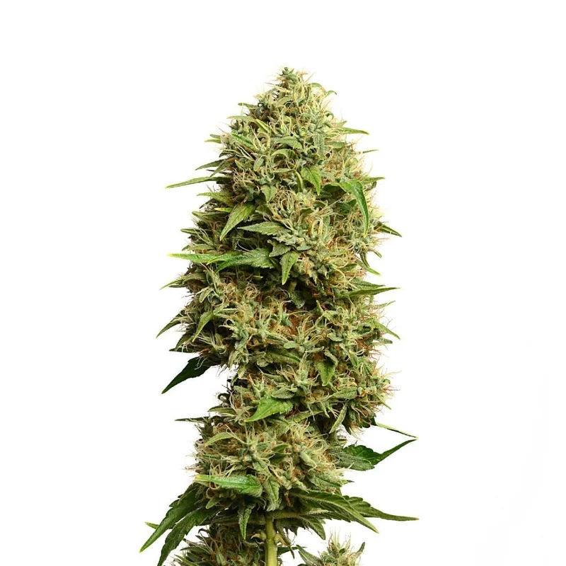 Fatkid's Cake van Amsterdam Genetics