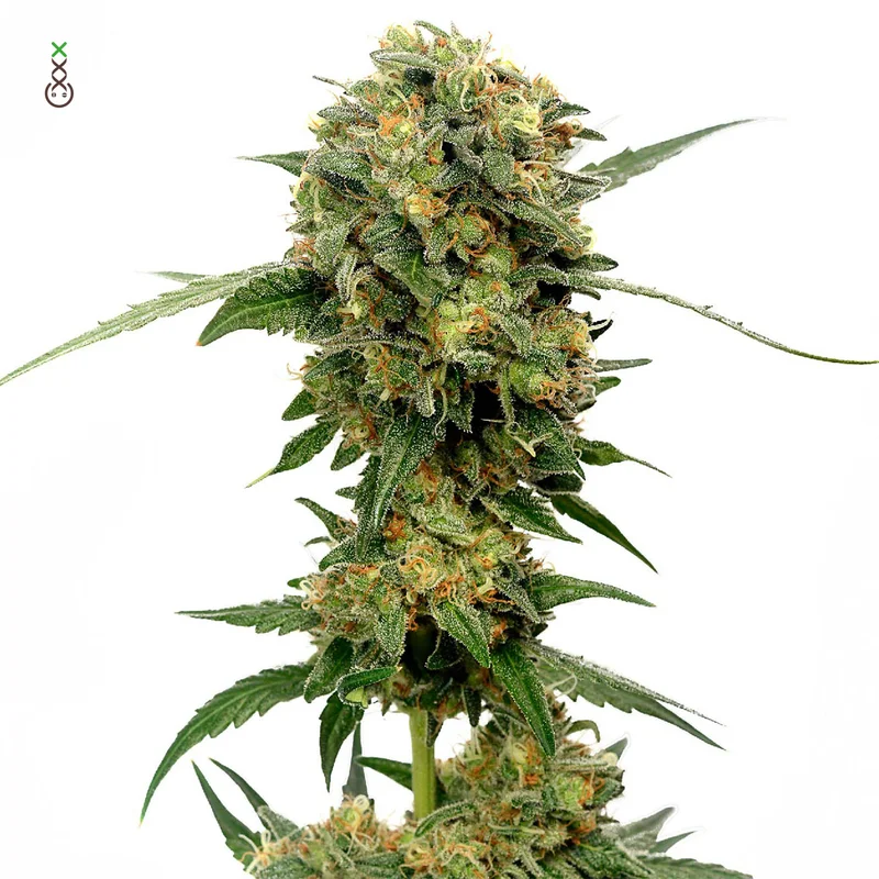 Chocolato van Amsterdam Genetics