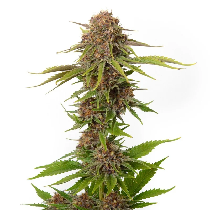 Forbidden Passionfruit van Amsterdam Genetics