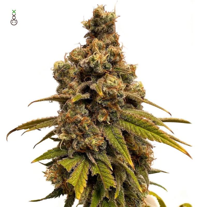 Banana Slush van Amsterdam Genetics