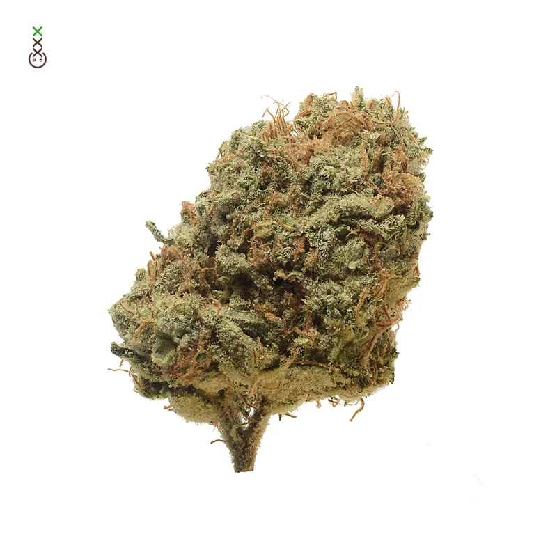 Critical Mass van Amsterdam Genetics