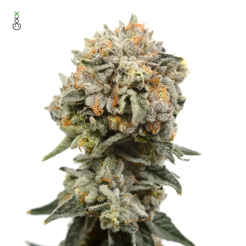 Lemon Ice van Amsterdam Genetics